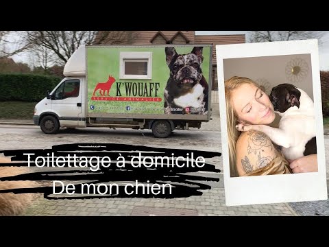 Toilettage de mon chien à domicile by K'WAOUFF