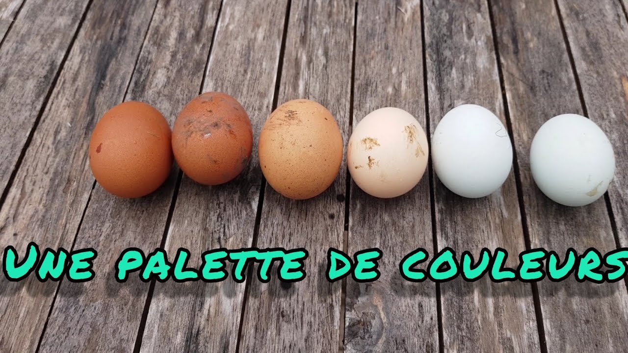 #29 Araucana, Azur, Marans, Rousse, des œufs pleins de couleurs