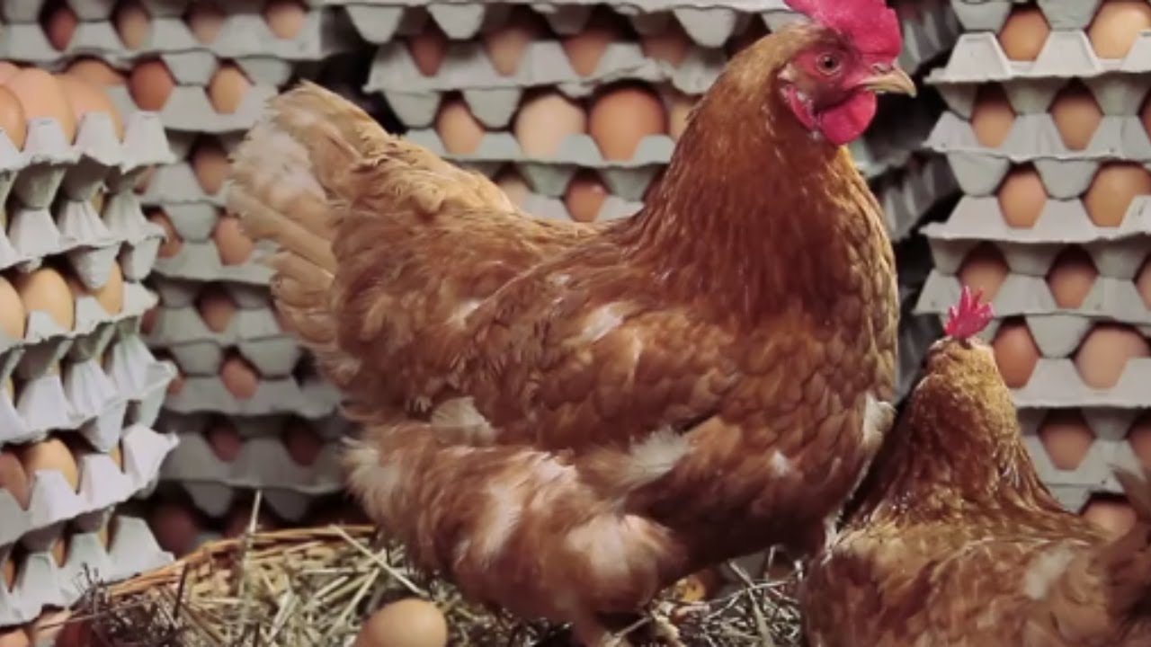 Comment booster la ponte 🥚de vos poules 🐔 grâce à une bonne nutrition ?