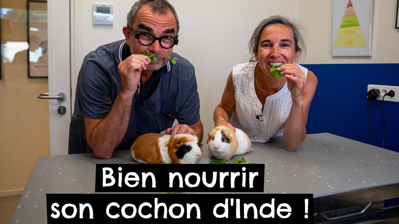 Bien nourrir son cochon d'Inde ! 🐹