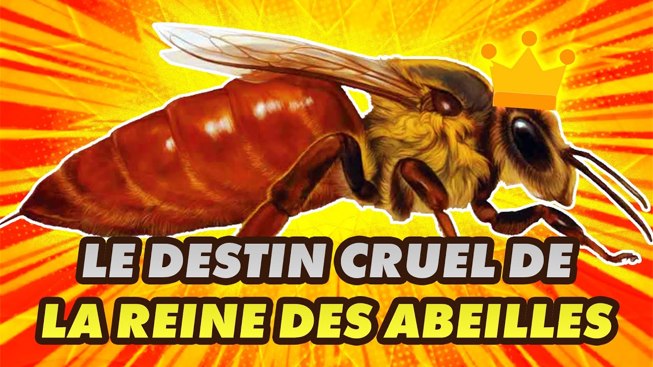 Comment devenir REINE DES ABEILLES ? (c'est cruel) 🐝