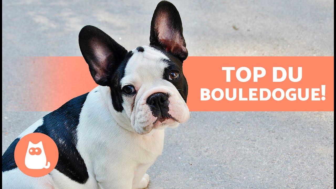 AVANTAGES d'avoir un BOULEDOGUE FRANÇAIS 🐶❤️ (Top 8 des raisons)