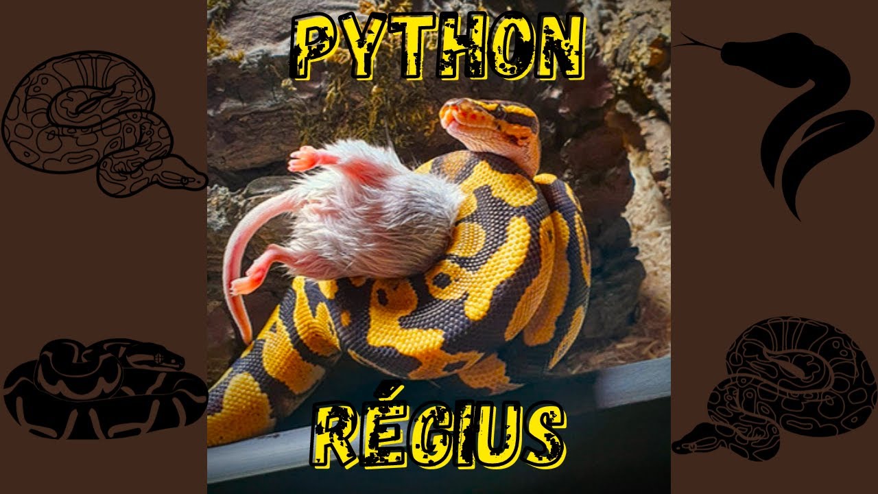 Le Python Regius