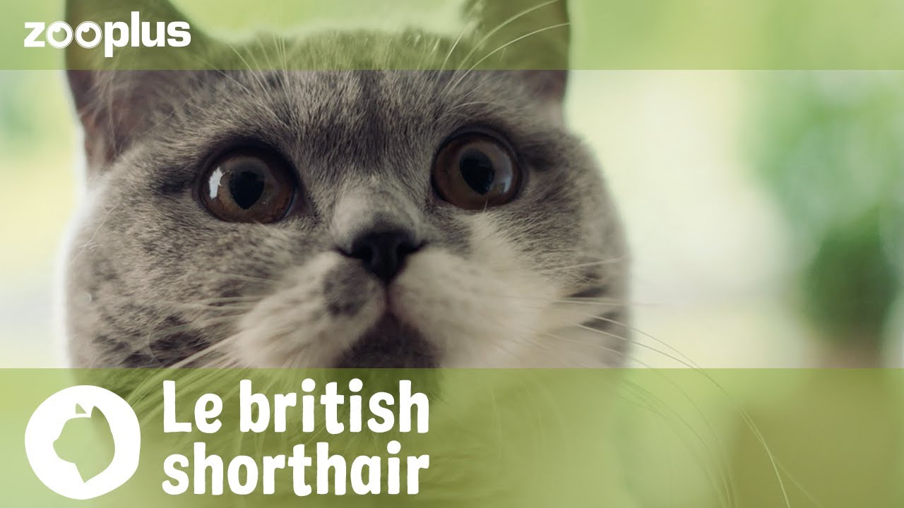 Portrait du British Shorthair : caractère, mode de vie et alimentation | Magazine zooplus