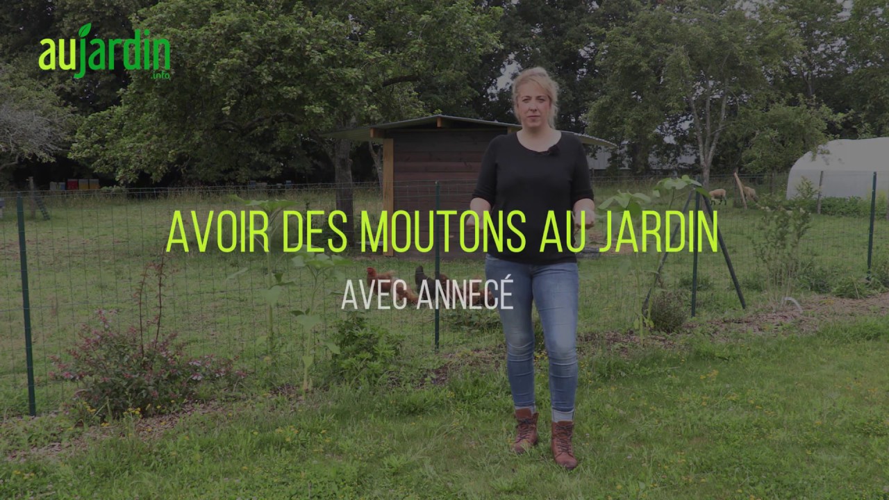 AVOIR des MOUTONS au JARDIN 🐑