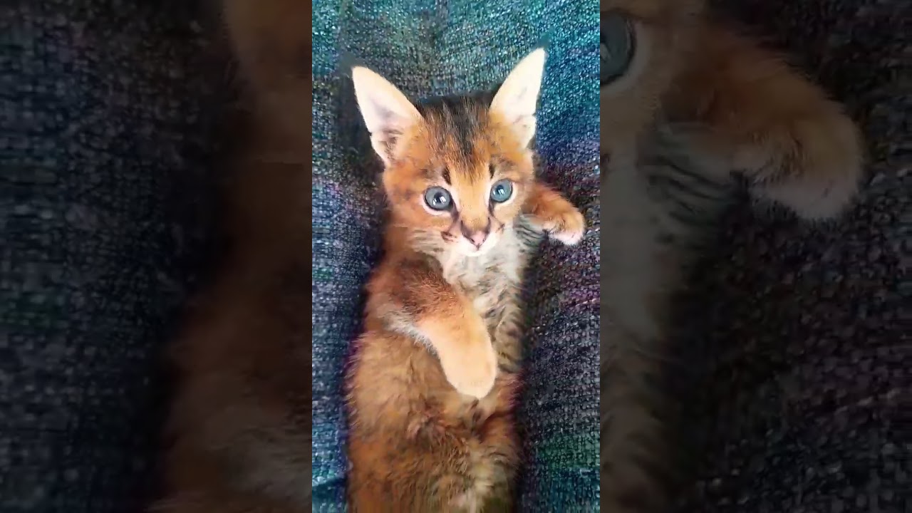 Caracal Hybrid - F1 Caracat