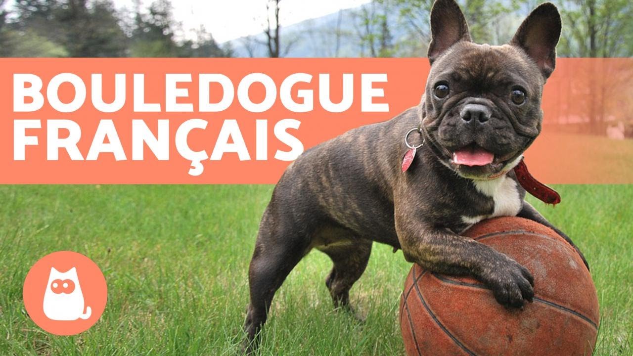 Bouledogue français - Éducation et soins