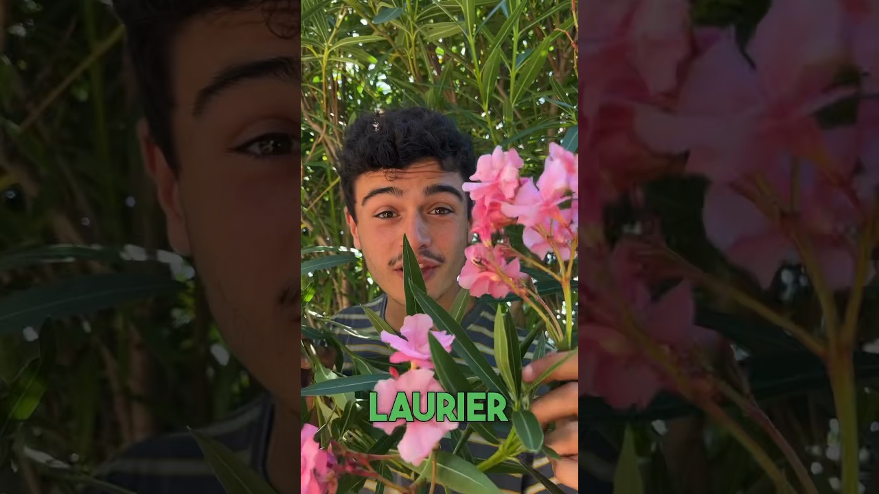 Bouture du laurier rose 🌷#permaculture #bouture #potager #jardinage #plantes #astuce