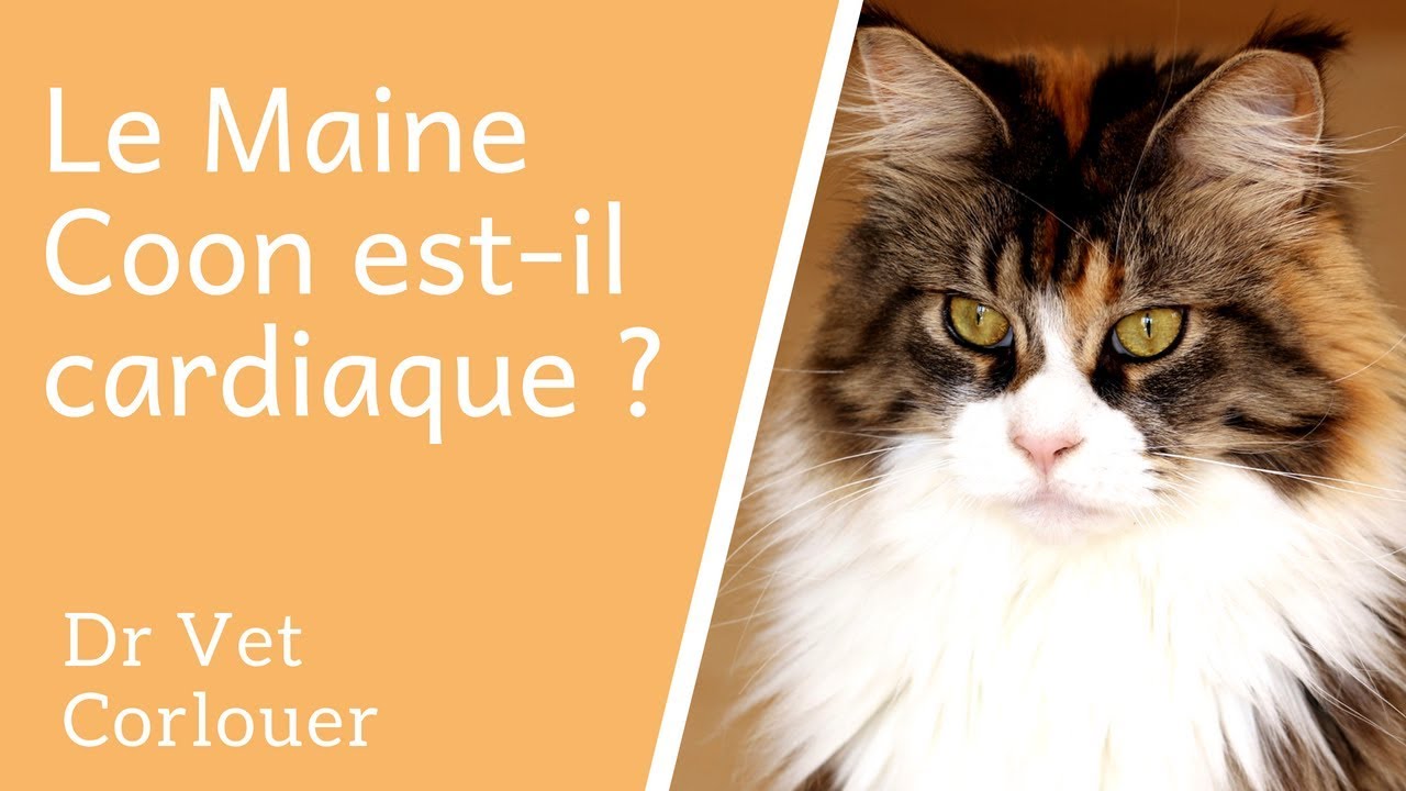 Le Maine Coon est il cardiaque ?