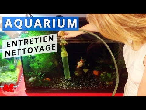 Entretien d'un aquarium poisson rouge