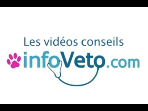 Pourquoi et comment vermifuger votre chat ou votre chien ?