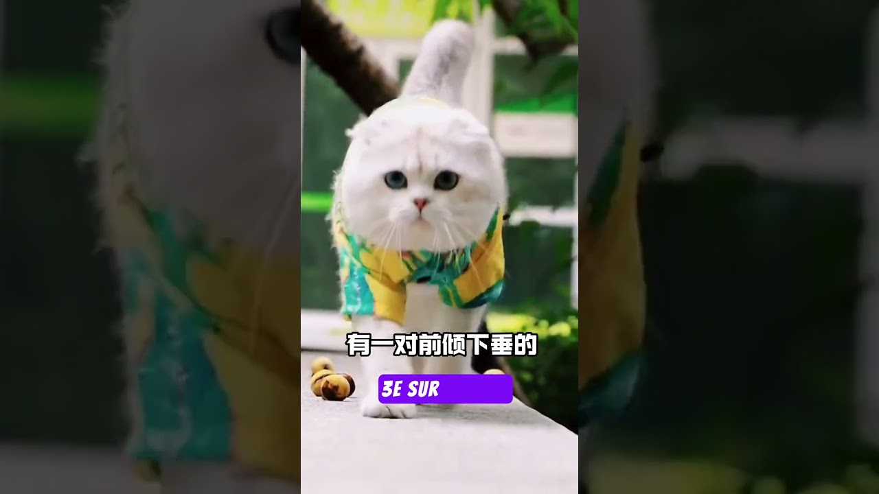 3 Races de Chats à Ne Pas Choisir pour un Premier Propriétaire : Ce Que Vous Devez Savoir !