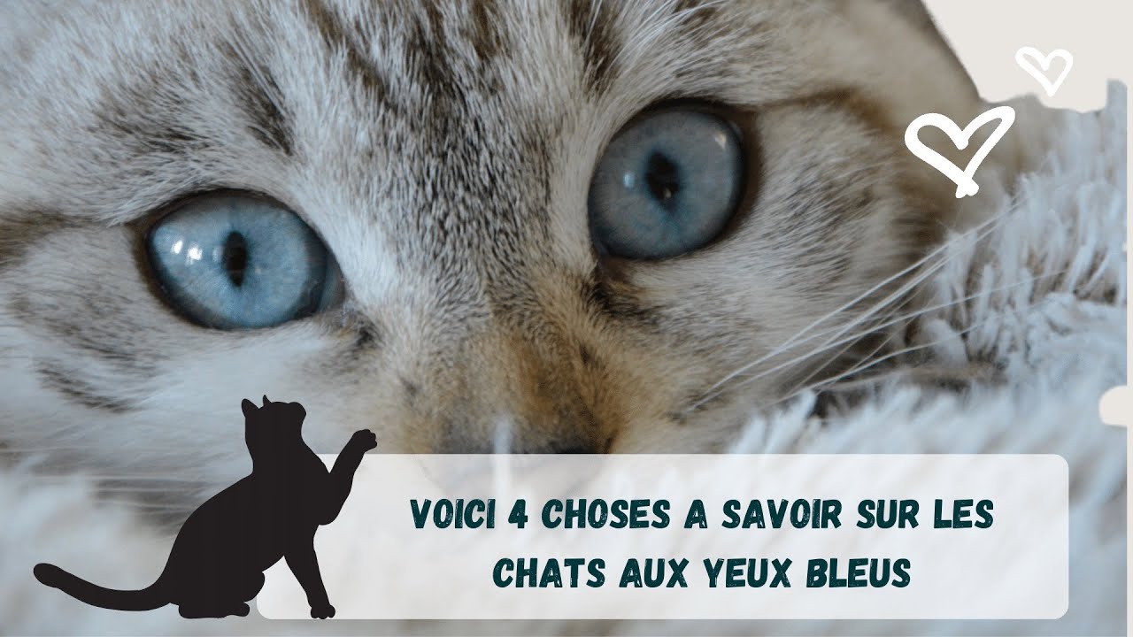 Voici 4 Choses A Savoir Sur Les Chats Aux Yeux Bleus 💙