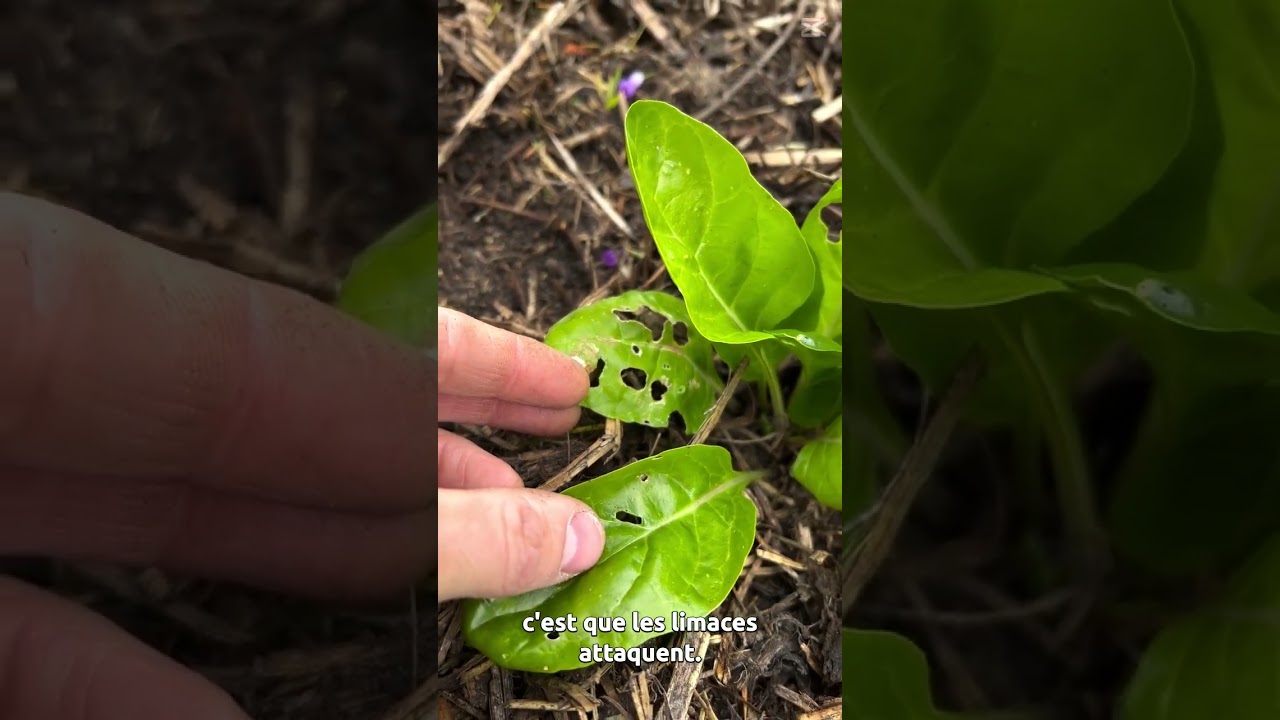 Stop aux limaces : l’astuce naturelle !