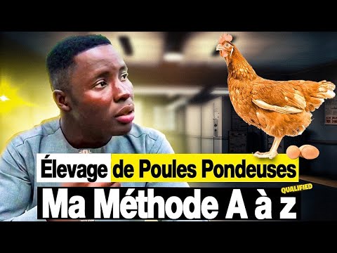 Aviculture : Élevage des poules pondeuses En Afrique : MA MÉTHODE A à Z