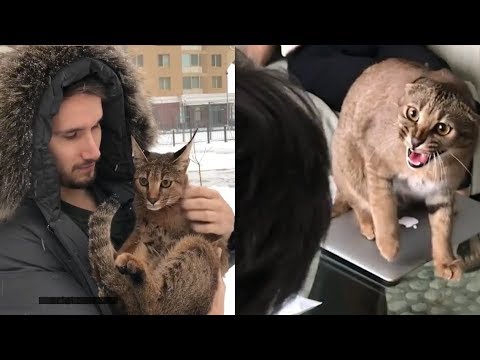 Playful Hybrid Cat Is The Most Lovable Pet