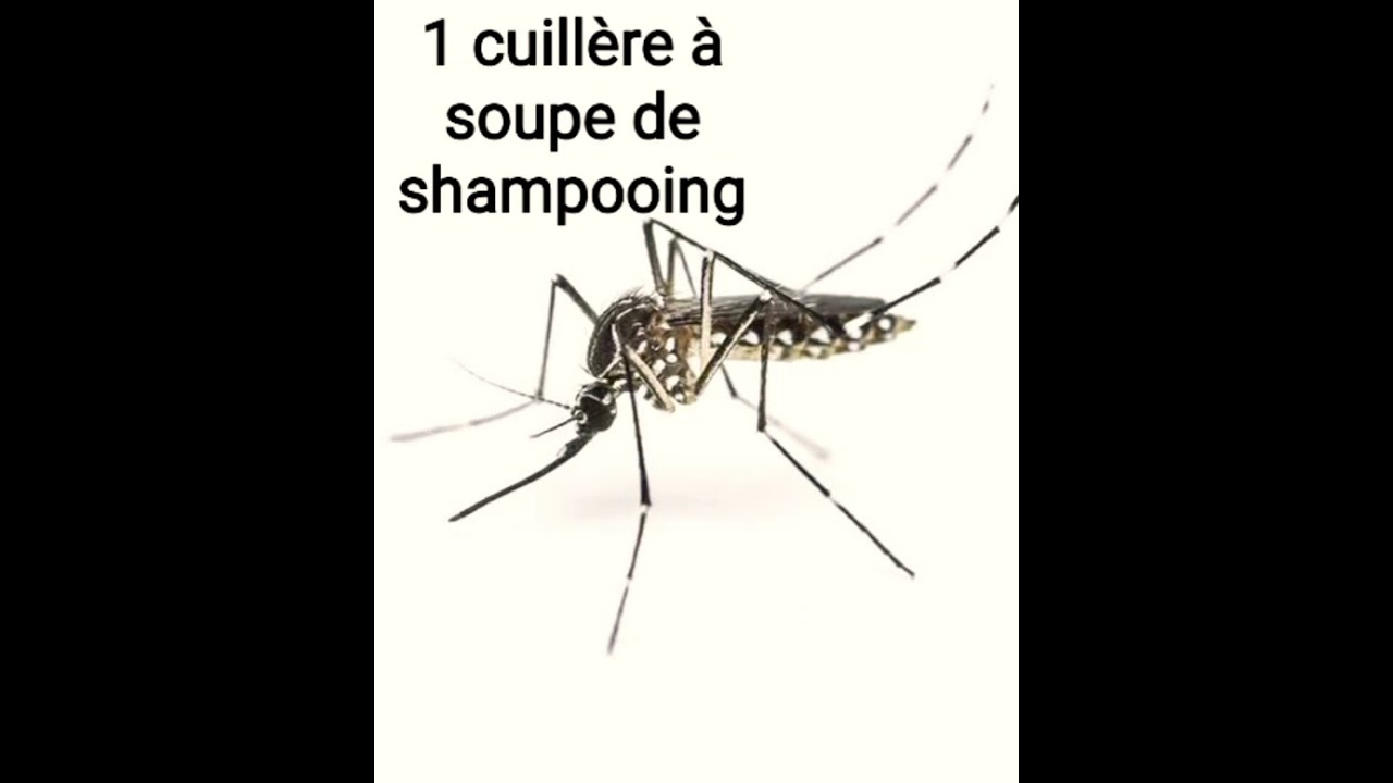 Astuce naturelle pour chasser les moustiques