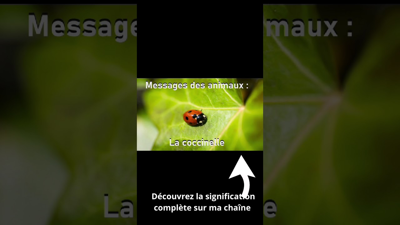Pourquoi la coccinelle est un signe puissant pour toi 🐞💫 #animaux #symbolique #signification