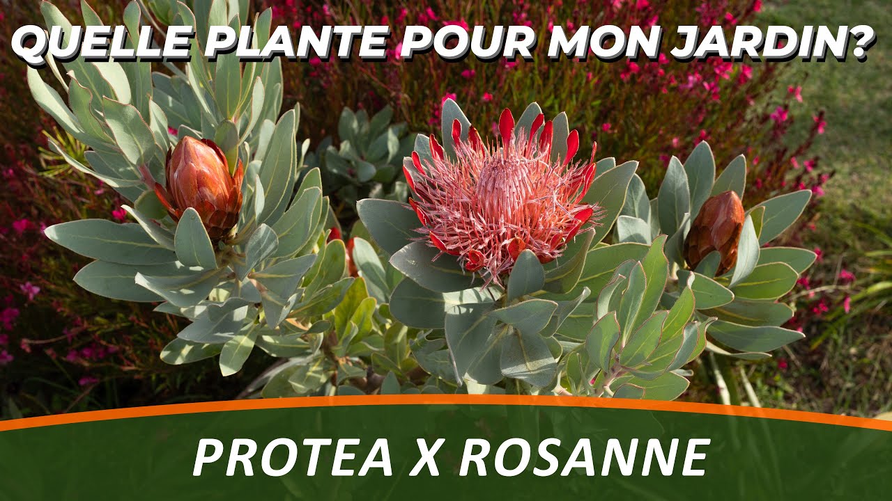 LA PROTEA ou Protea x Rosanne - Quelle Plante Pour Mon Jardin ?