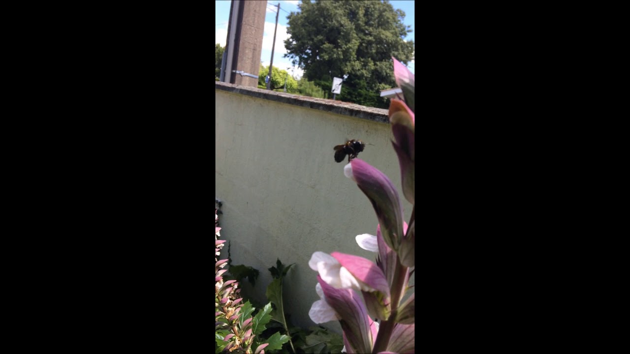 Xylocope ou abeille charpentière qui "attaque" le téléphone à la 35ème seconde!!