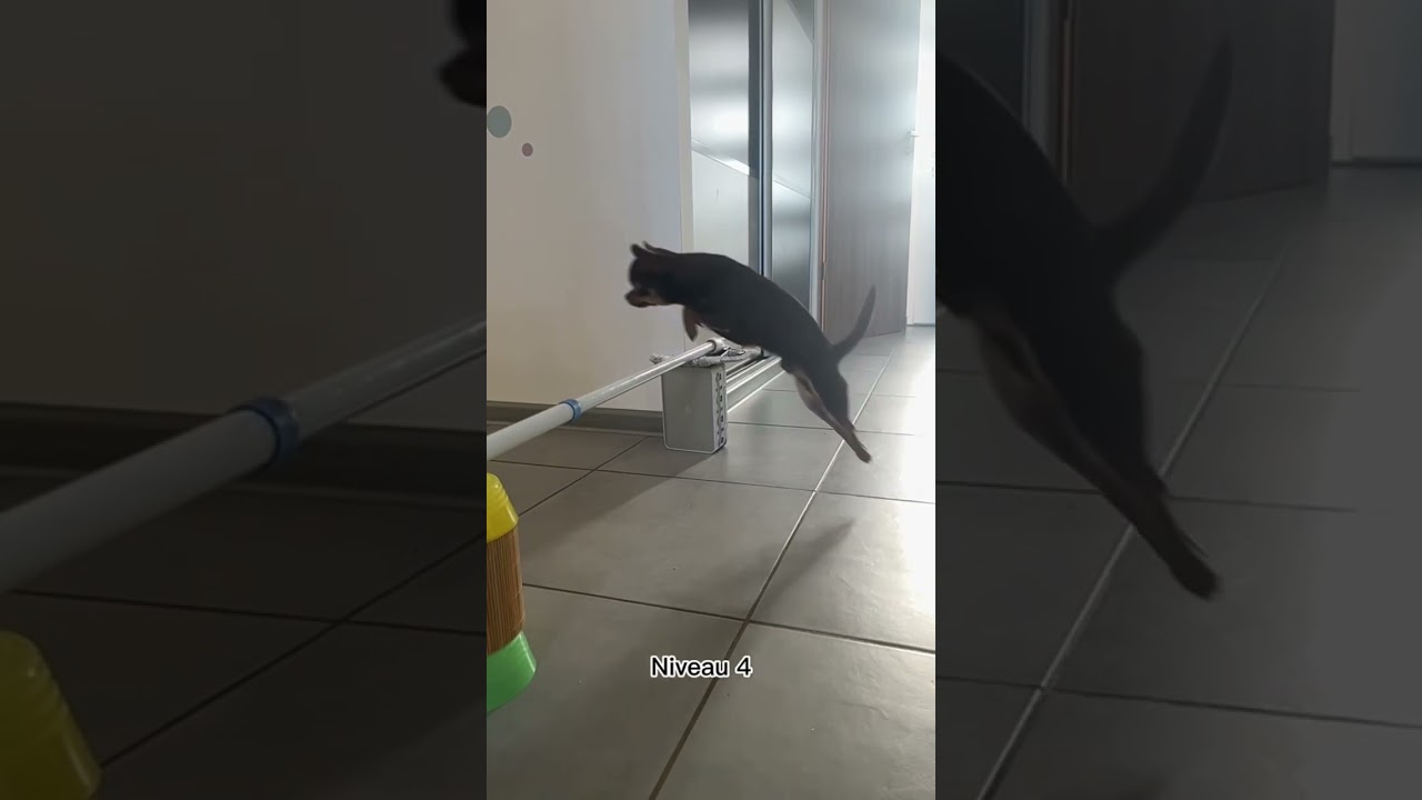 il saute plus haut qu’un poney🤣❤️ #pony #equitation #horse #cheval