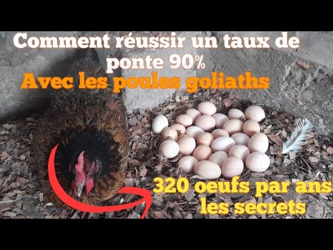 comment réussir un taux de ponte 90%  (avec les poules goliaths)  320oeufs par ans les secrets