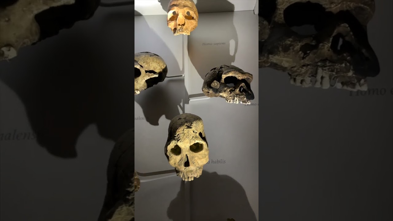 On a visité le Musée d'Histoire Naturelle... à la lampe torche !