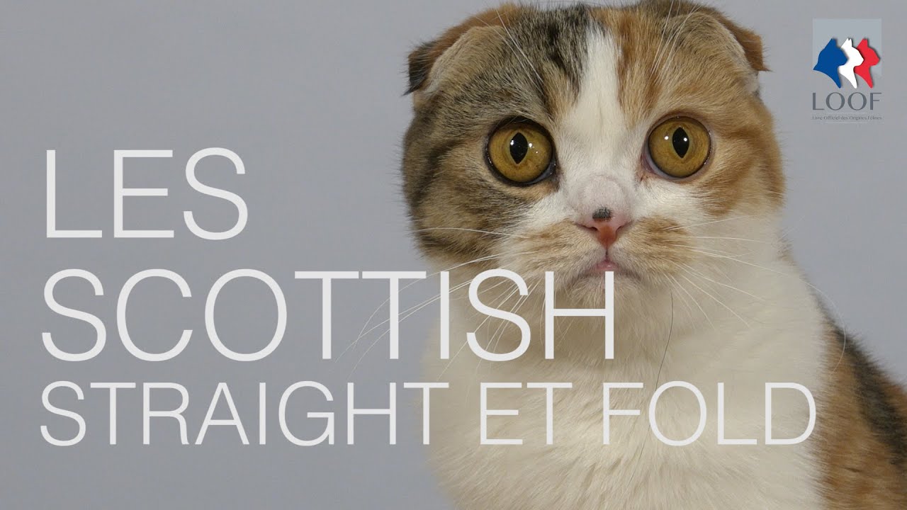 Tutocat - Les Scottish Straight et Fold - Les Highland Straight et Fold