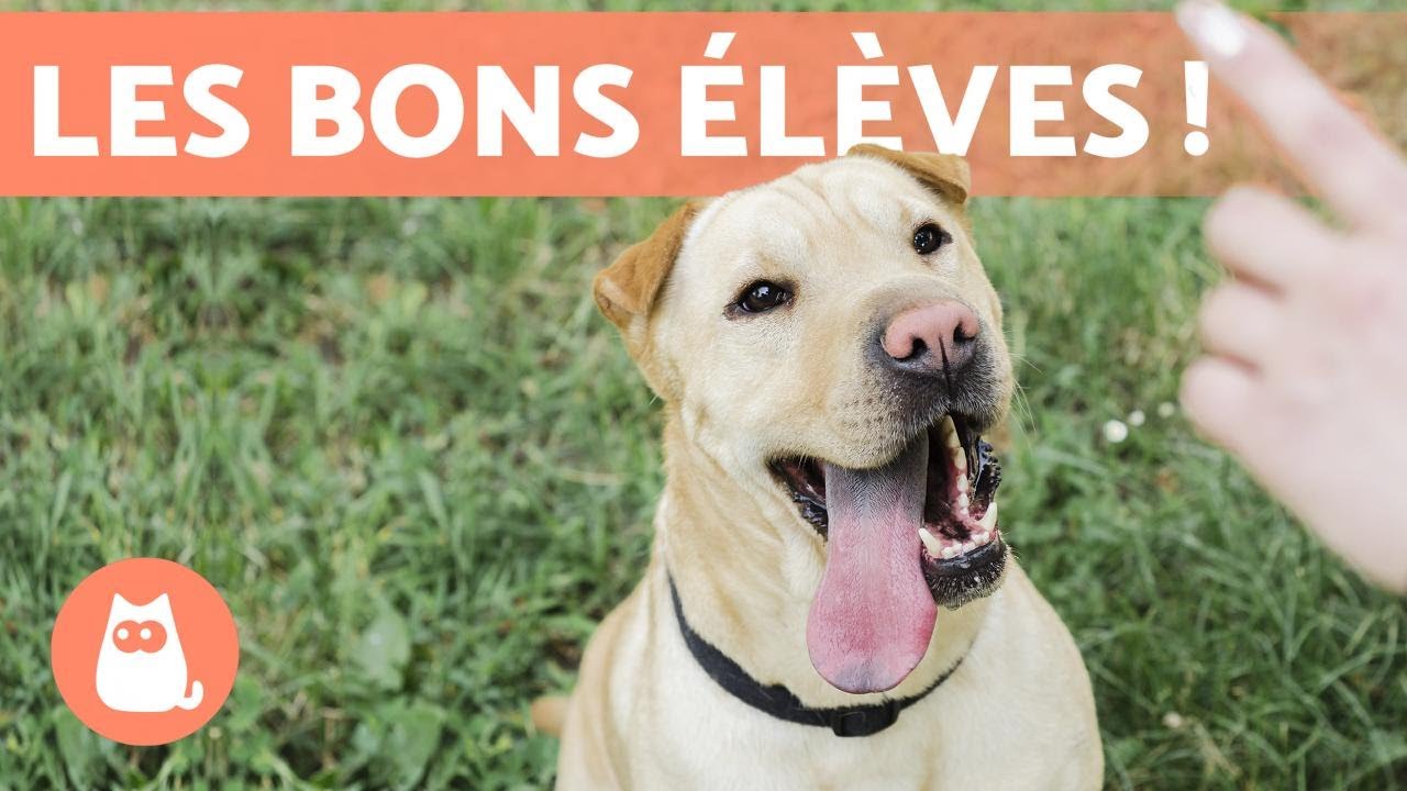 RACES de CHIENS FACILES à ÉDUQUER 🐶✅ TOP 10