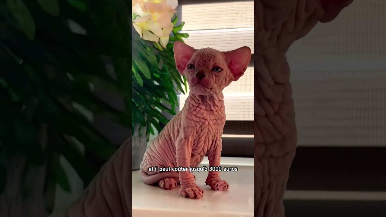 L’un des bébés chats les plus chers au monde #pourtoi #prix #chat #riche #sphynx