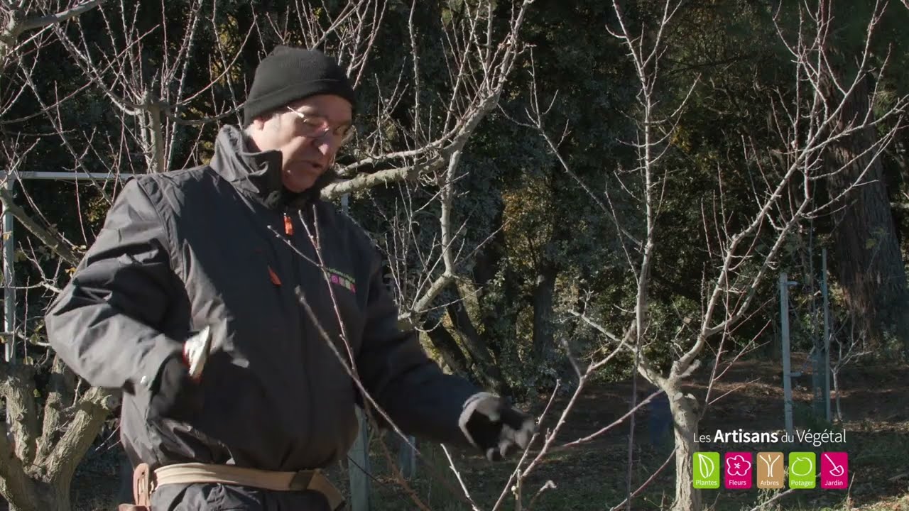 Comment tailler un pêcher ? La taille de formation pour des pêches abondantes et savoureuses