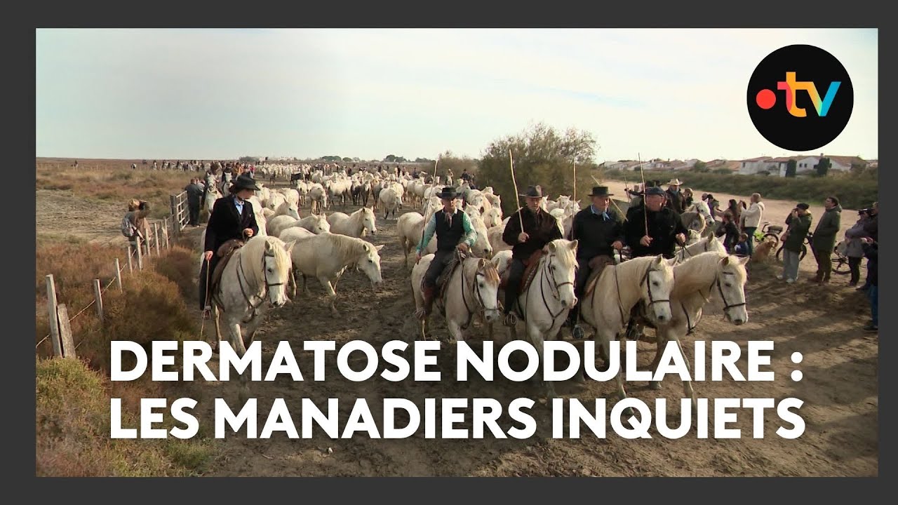 Les manadiers inquiets face aux risques de dermatose nodulaire et à la frilosité des assureurs