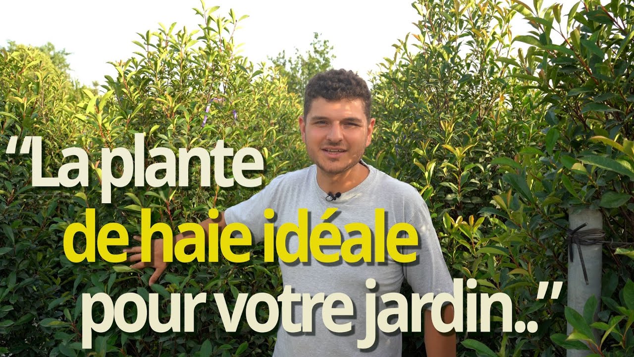 Le Photinia Fraseri Red Robin - haie colorée facile d'entretien