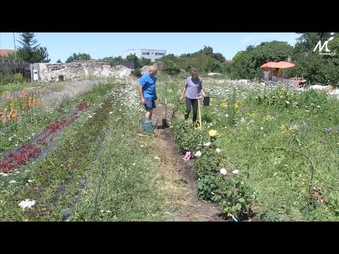 Projet Murs à Fleurs dans les Murs à Pêches