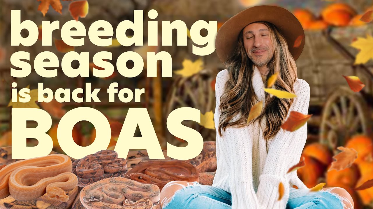 How To Breed Boa Constrictors (The Easy Way Anyone Can Do)