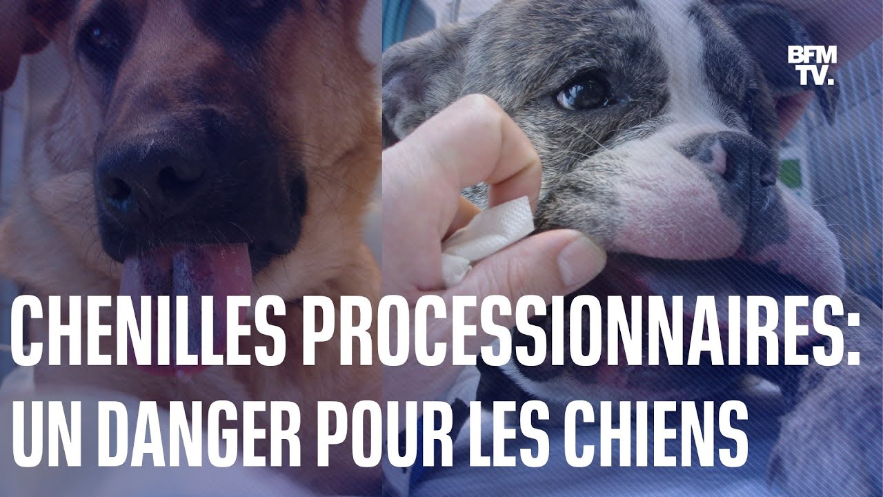 Chenilles processionnaires:"l se peut que l’animal perde un bout de langue »