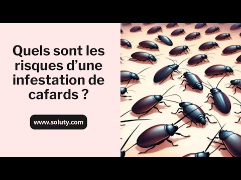 CAFARD : Quels sont les risques d’une infestation de blattes ?