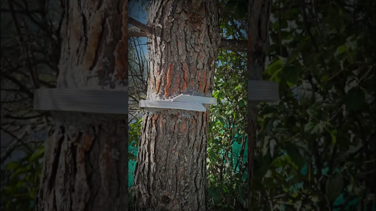 Pose d'écopiege contre les chenilles processionnaires du pin #regulnuisibles4d