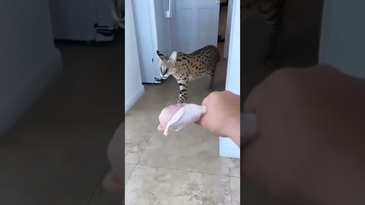 Le Chat Le plus Dangereux Du Monde..‼️🥵 🐈