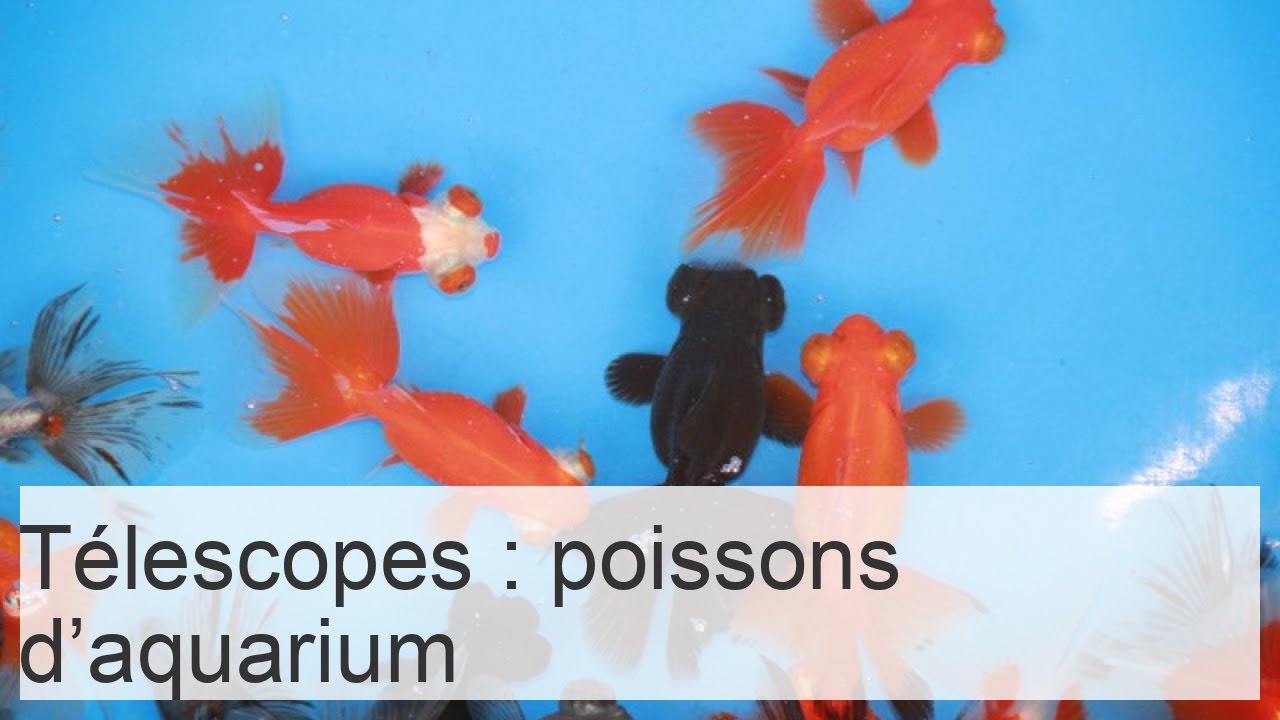 Les télescopes sont des poissons d'aquarium