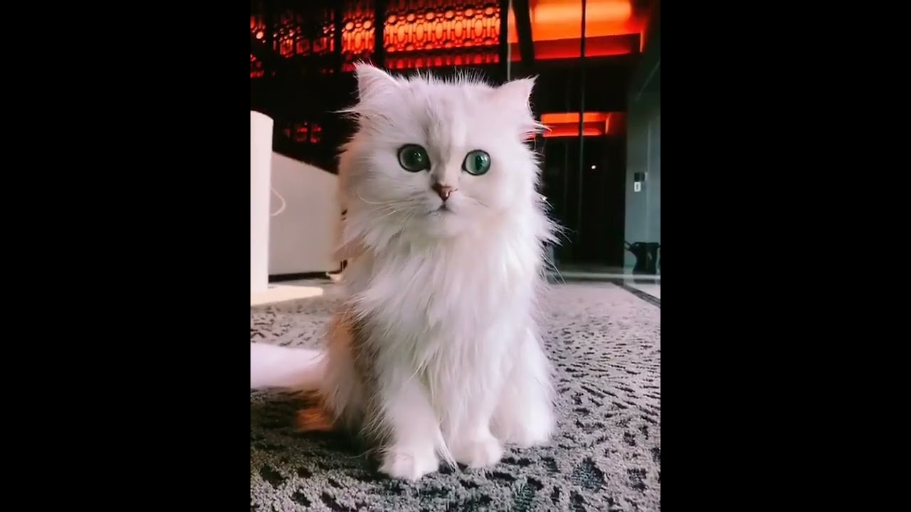 Quel beau chat tout blanc #shorts