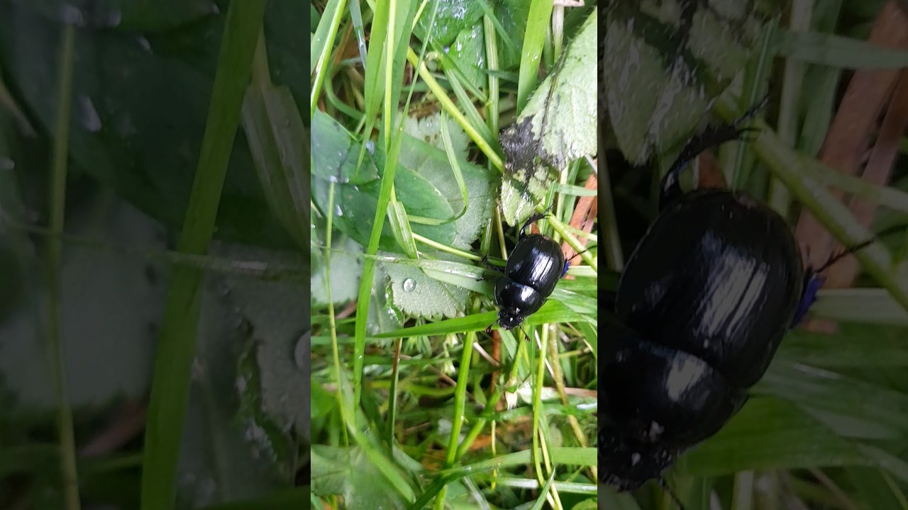 petit insecte noir style bousier