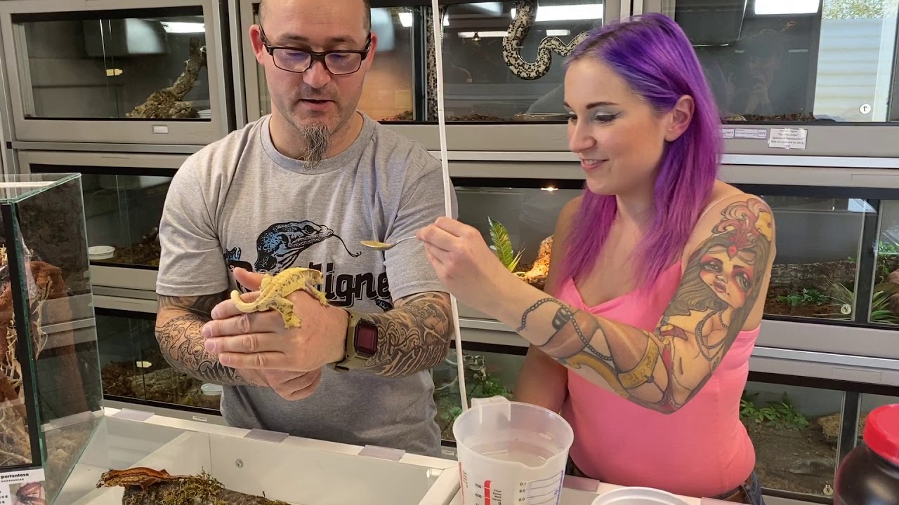 Bien nourrir vos geckos à crête avec les aliments Repashy