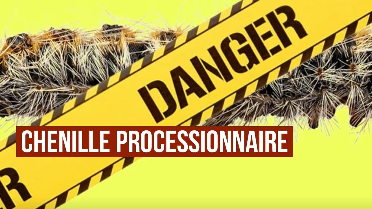 Les dangers des chenilles processionnaires. Le cycle de la chenille processionnaire du pin.