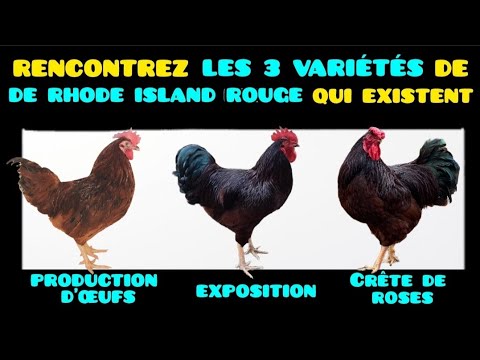 Découvrez les 3 variétés de Rhode Island Red: Exposition, production d'œufs et crête en rose.