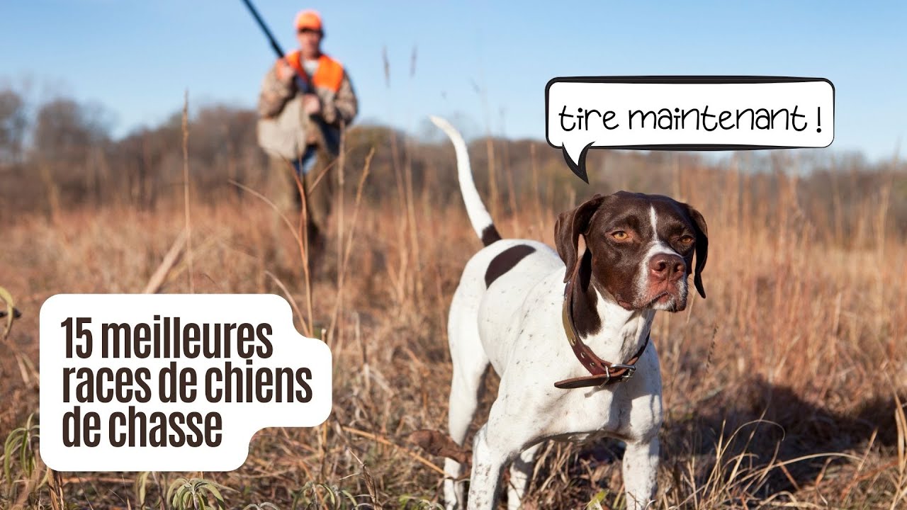 15 MEİLLEURES RACES DE CHİENS DE CHASSE