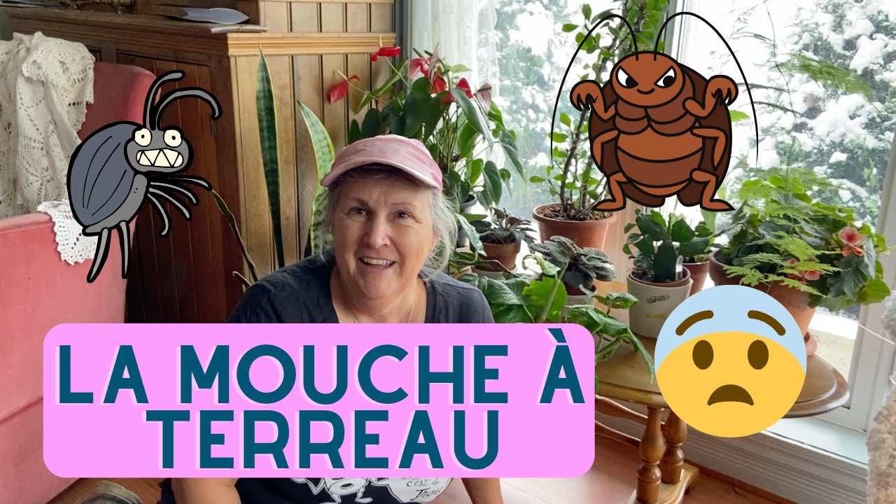 Comment se débarrasser de la mouche à terreau (ou sciaride)? - capsule horticole