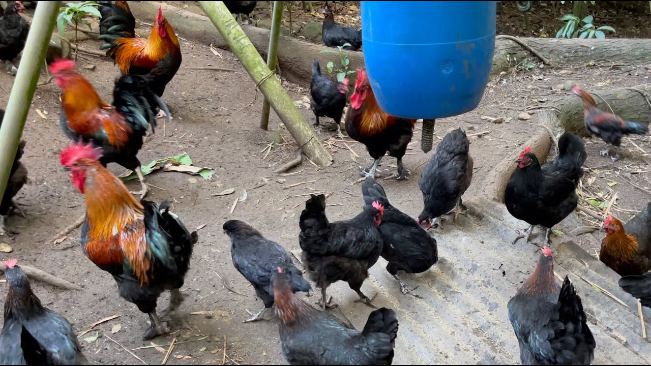 La poule pondeuse de race Marans, Elevage plein air.