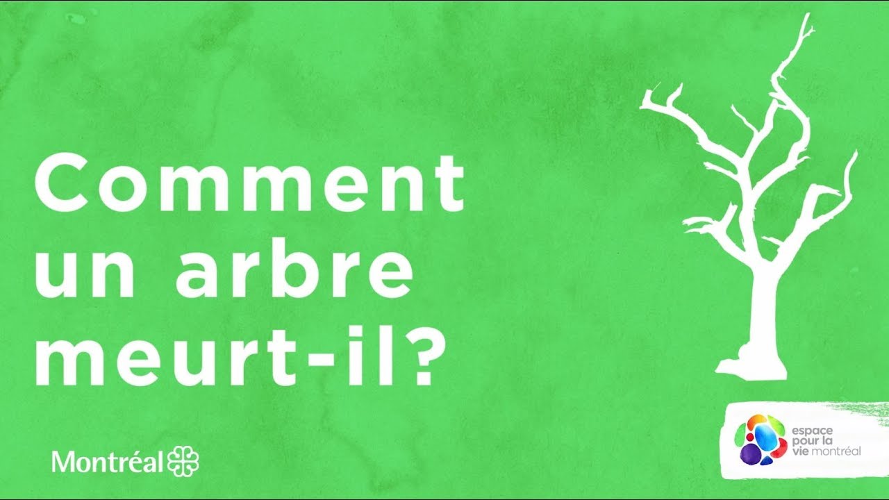 Comment un arbre meurt-il?