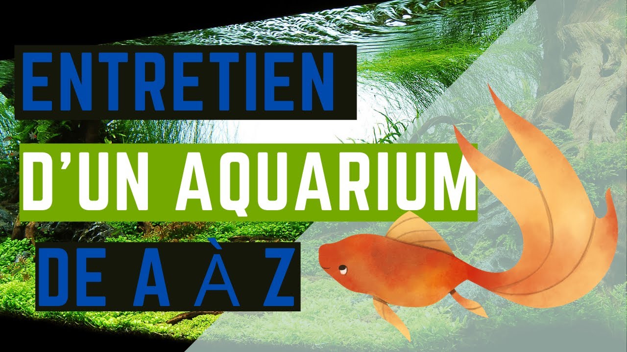 Entretien d'un aquarium de A à Z